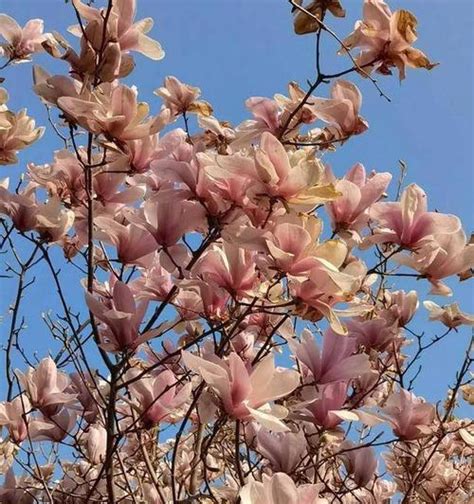 玉兰花树风水|玉兰树的寓意和风水关系（揭秘玉兰树的好处与风水禁忌）